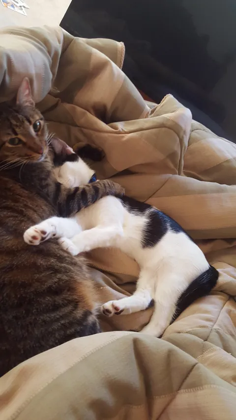 My cats once a year vs my cats normally 😂😂