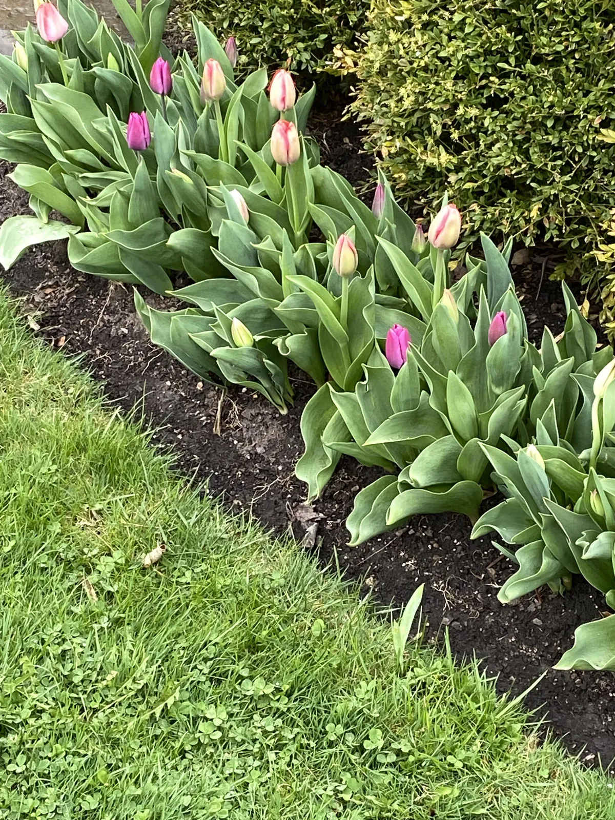 I have a habit of buying close out bulbs and planting on Thanksgiving. I had to toss a lot of nasty looking ones but all in very happy.