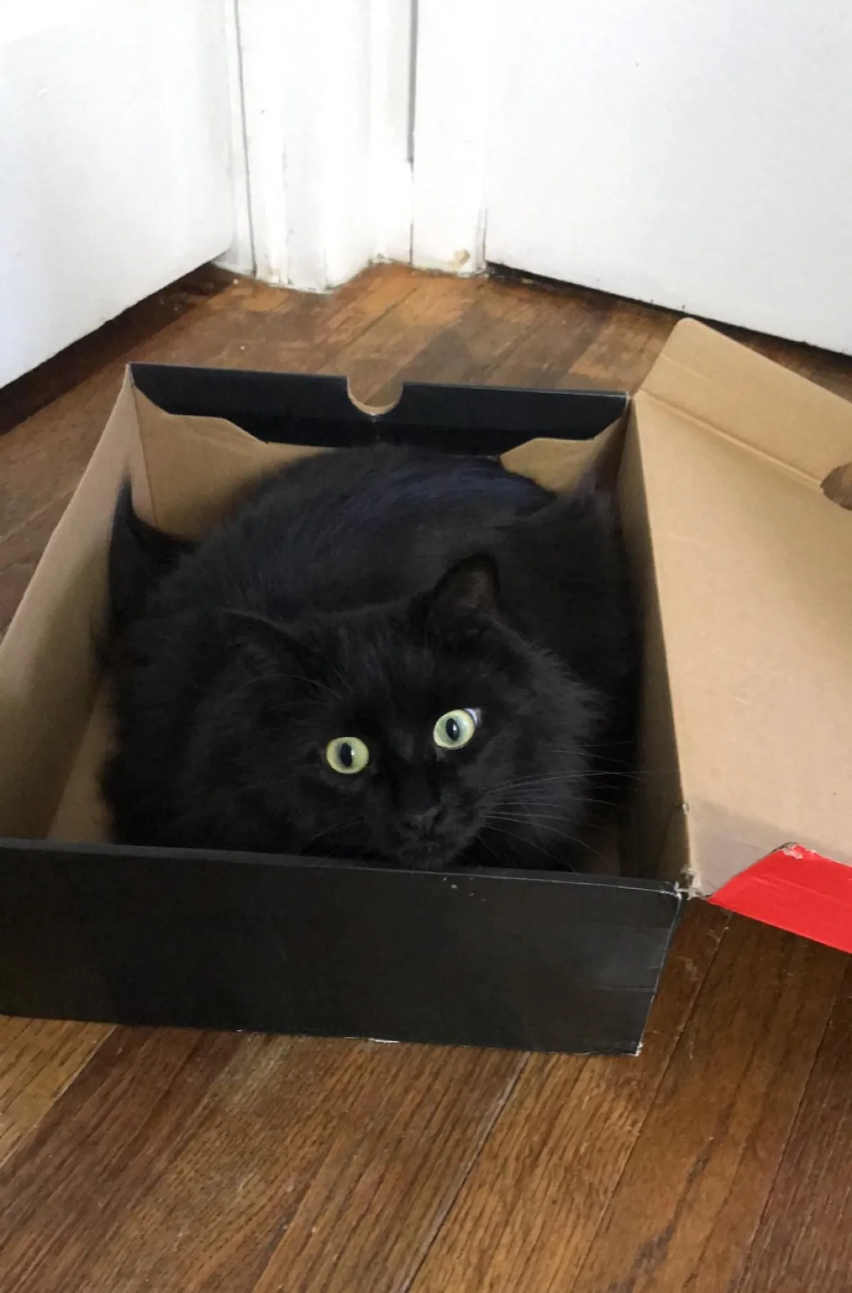 He appeared on Halloween—the night we got engaged. We didn’t choose him. He chose us.