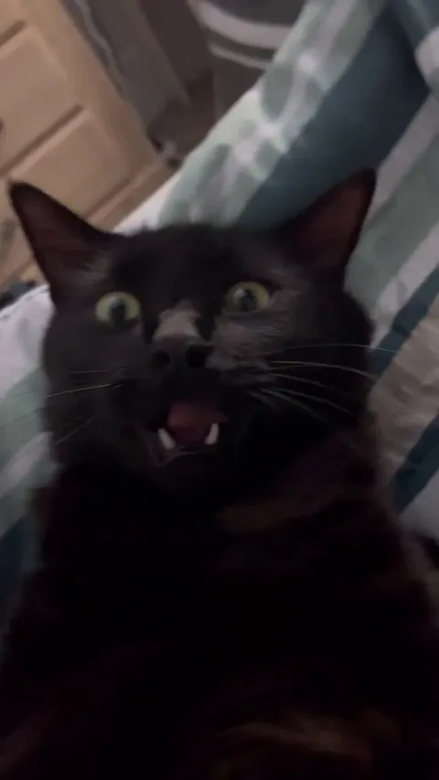 My cat makes this face anytime I rub his stomach. He gets stiff, goes limp, and sometimes his eyes start rolling back. Could I be hurting him?