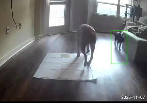 Who needs a maid when you have a cat