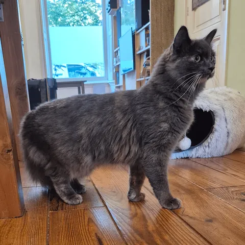 I swear these are unedited pictures of our ca-I mean, brontosaurus