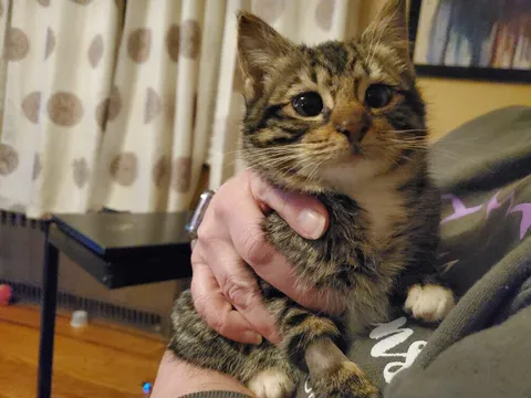 Heard crying in our backyard Friday night and we found her