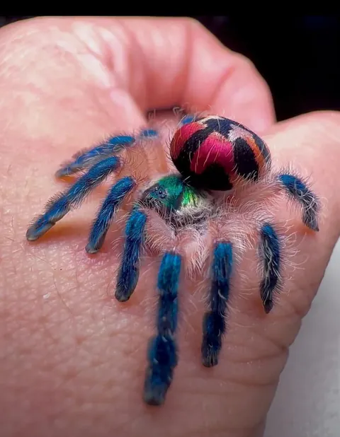 🔥the Brazilian jewel tarantula