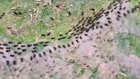 A Termite line (top) and an Ant line (bottom), each protected by its column of soldiers who face each other without attacking..