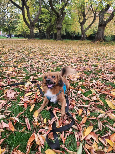 Kevin spent over an hour chasing leaves falling off the trees today.