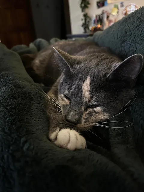 Wanted to show off my baby on her birthday!