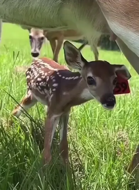 Fawns are born with the instinct to drop like this whenever they’re scared