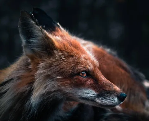 ITAP of the fox that lives up the hill