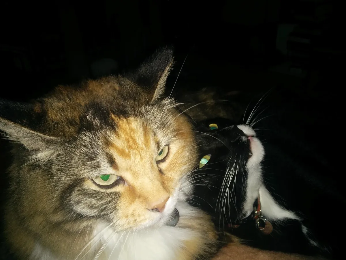 Tribute to Buster - we adopted her as a kitten 17 years ago and had to say goodbye today. She loved naan and croissants and stickers and her mortal enemy was the Xbox disc tray. She was always our babycat.