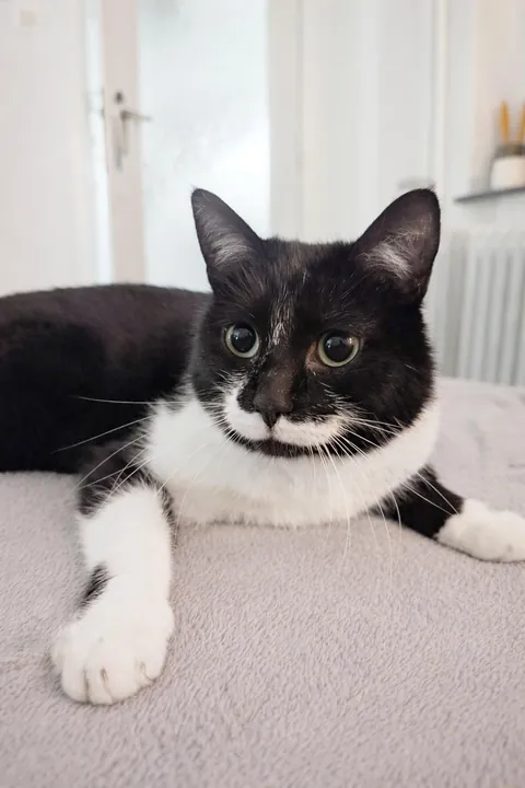Meet Charlie, 2.5 years old, with the cutest milk moustache! We adopted her a month ago.