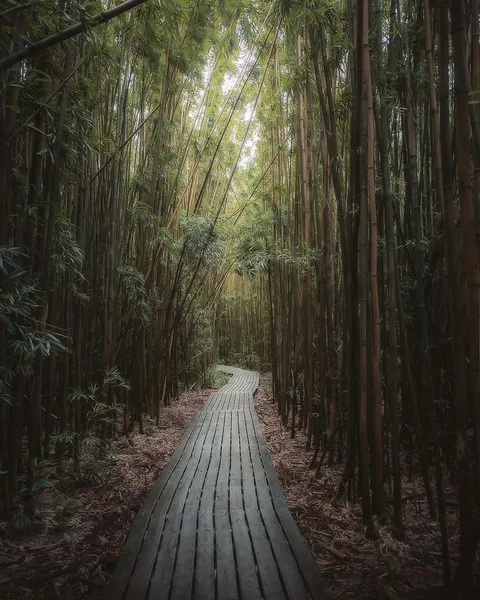 ITAP of a Bamboo Forest