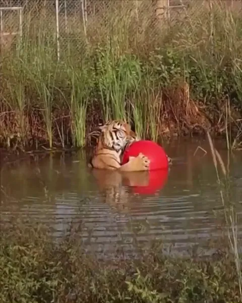 This is an uninterrupted minute of Maruay the rescued tiger with his beloved ball