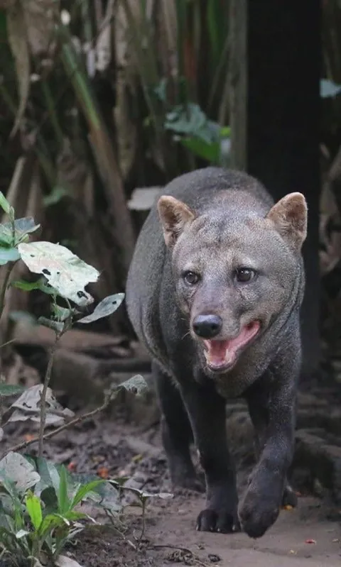 🔥 The short-eared dog of the Amazon rainforest is one of the most mysterious and unusual wild canids in the world. Unique features of their species not found in other canids include not reaching sexual maturity until 3 years old and females being one third larger than males.