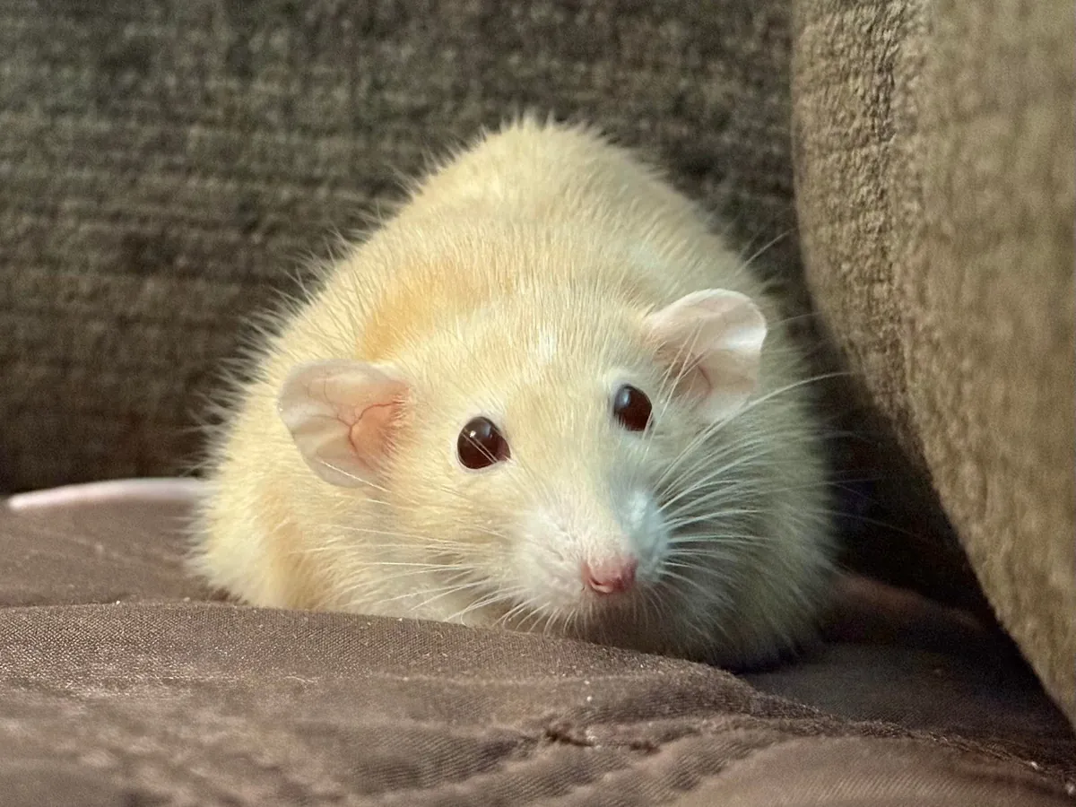 In Loving Memory of Naga 💔