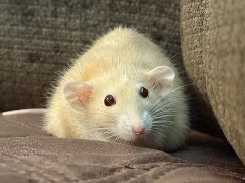 In Loving Memory of Naga 💔