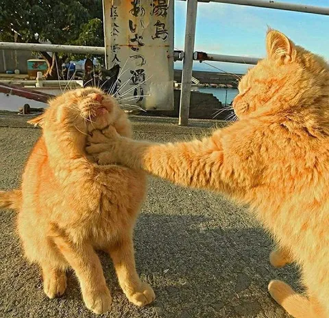 Ah yes, the classic throat paw.