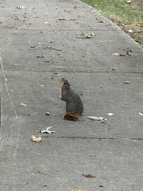 Why is this squirrel staring up at the sky motionless for at least 15 mins?