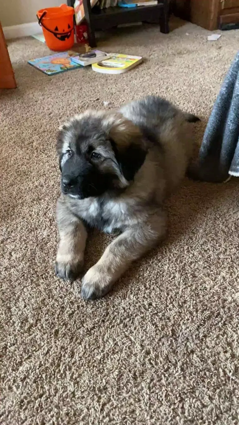 He was never great at fetch.