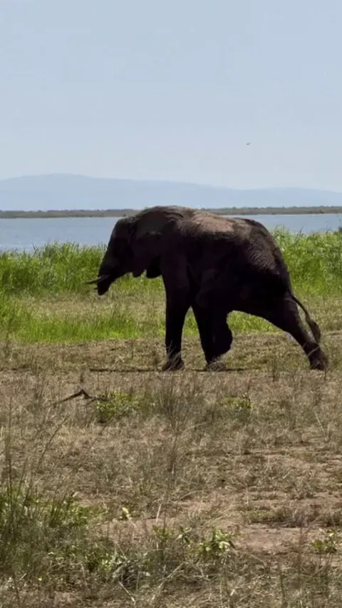 Elephant missing his trunk after a crocodile attack 17 years ago and with one maimed hind leg, has survived thanks to the protection and assistance of his mother