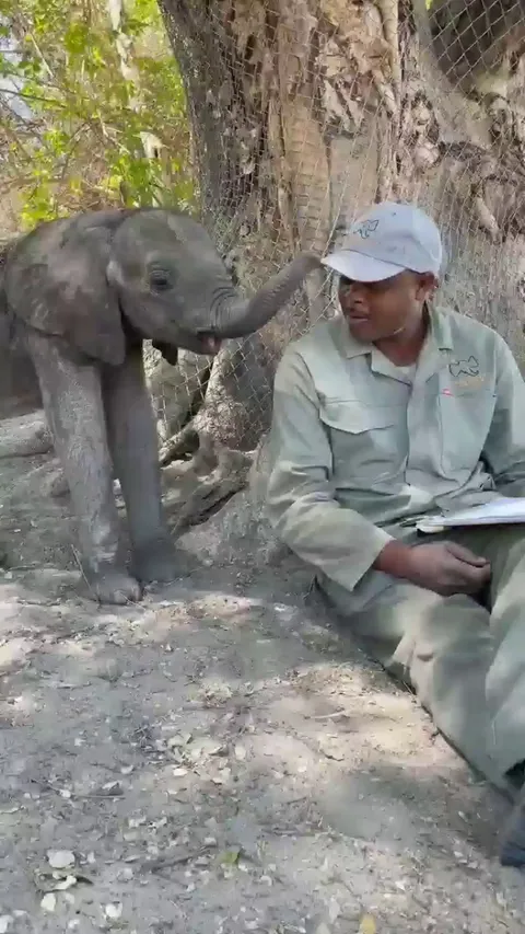 The bond between an orphaned baby elephant and her minder