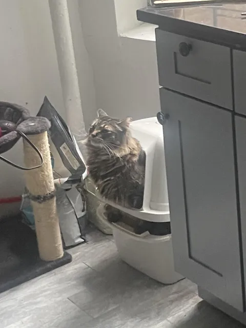 I’m getting him a bigger litter box because what is this power poop stance