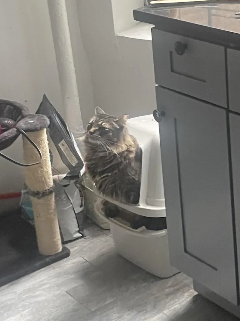 I’m getting him a bigger litter box because what is this power poop stance