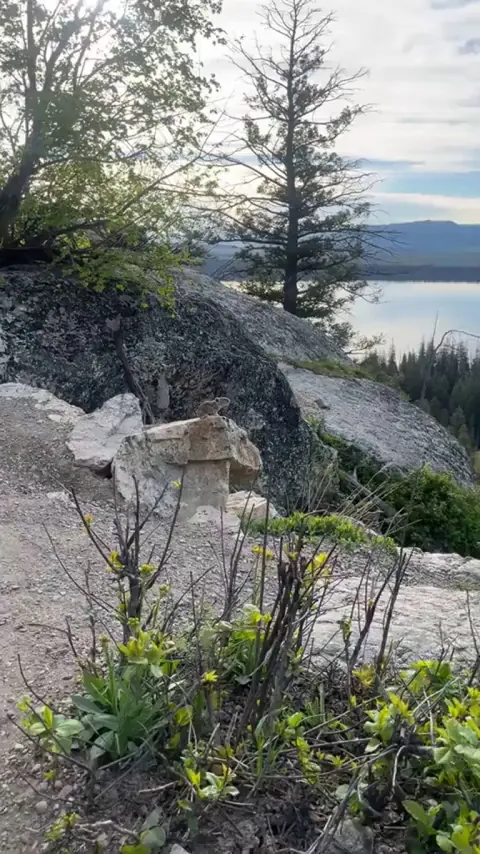 🔥 A Pika loudly and ferociously claiming its territory