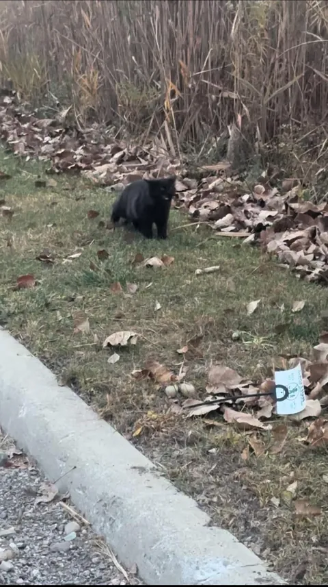 Found her living in the woods 