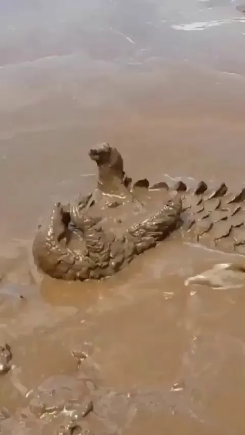 Pure Joy: a pangolin playing in the mud