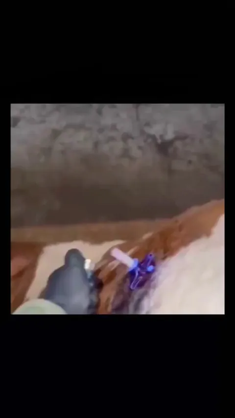 Man relieves a bloated cow!!