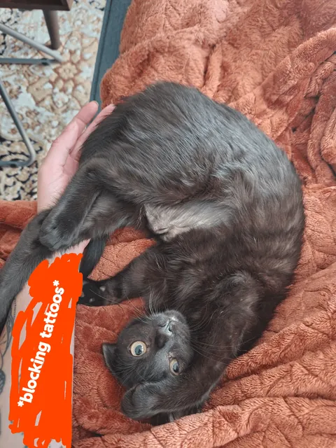 Anyone else have a cuddle bug?