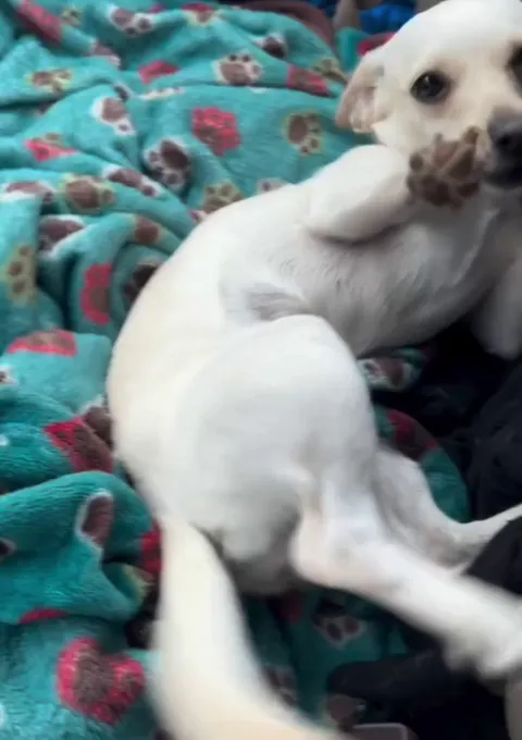 He is clearly innocent 