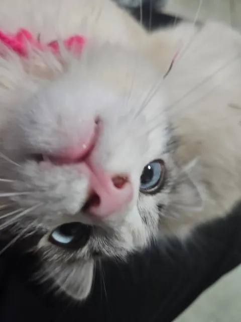 Today marks one year since I adopted Mabel. I wanted to share her Journey with you all. She's doing great!