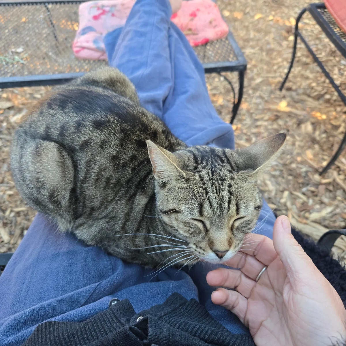 Just sitting outside enjoying my coffee with this tiny kitty loaf on my lap. ❤️