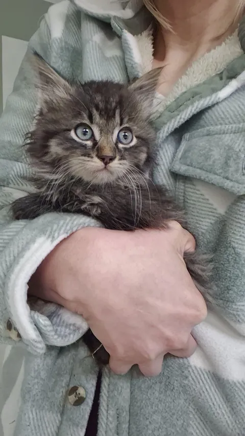 Rescued this guy behind a Costco hiding behind the trash compactor