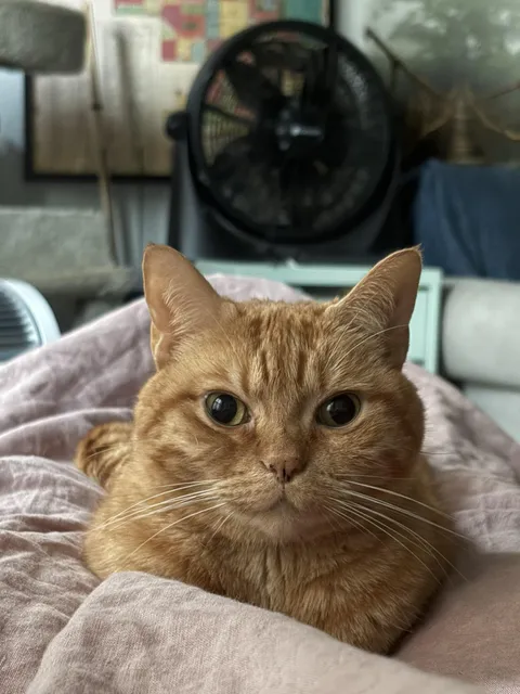 My cat bit me this morning and then she just… sat. And stared.