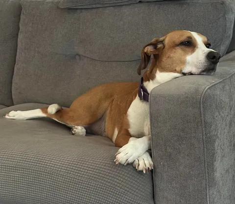 Meet Moxie, Our Rescued Princess. Treeing Walker Coonhound /  Staffy Mix