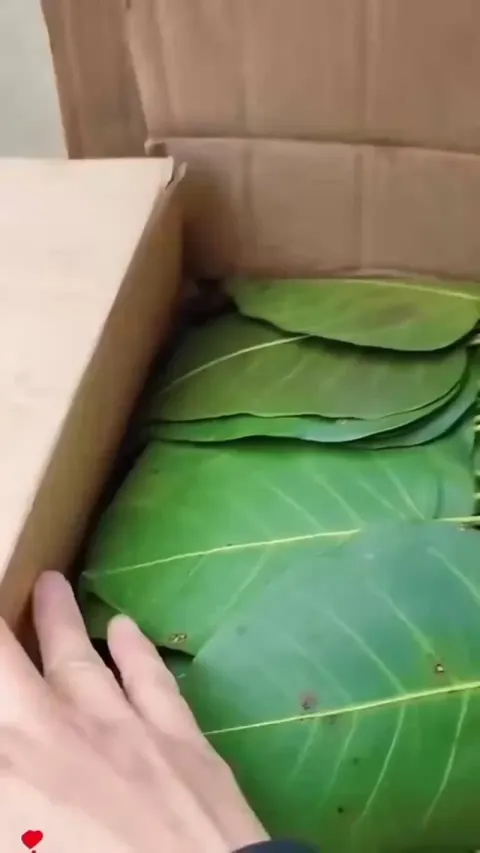 Removing Chlorophyll from a leaf.