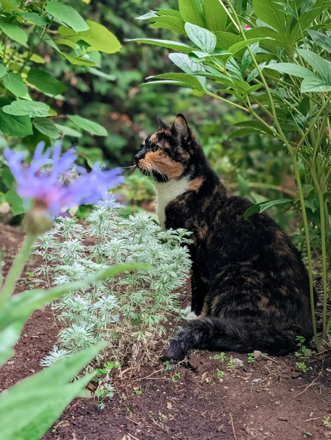 At 19 years old, my senior cat has entered her garden goddess era
