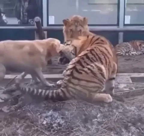 Dog stops tiger and lion from fighting