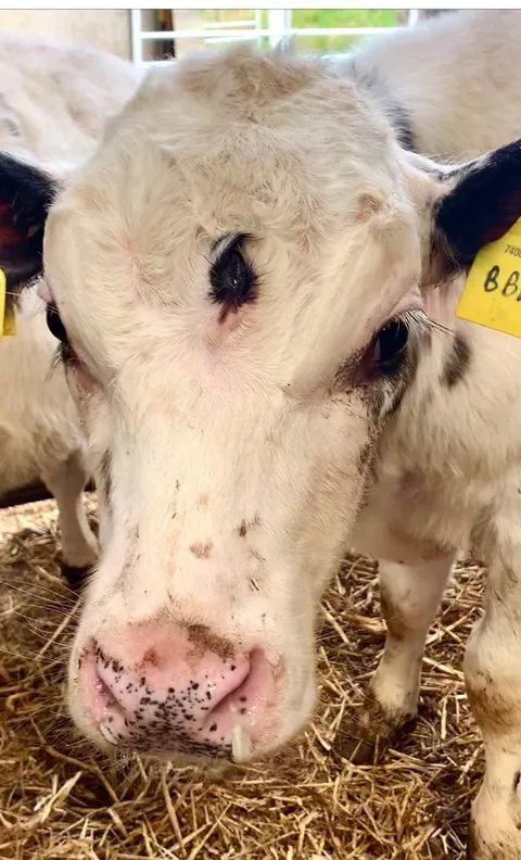 A calf with three eyes has been born in Wales. The vet who took the picture said she had never seen anything like it before.