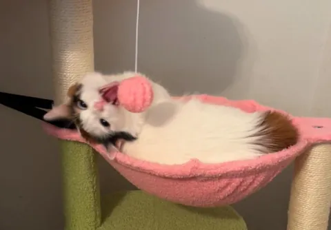 My little lady’s reaction to her cat tree: