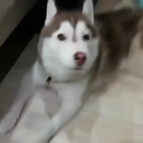 Husky’s drama