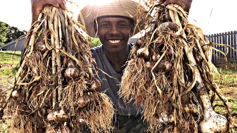 FIRST TIME HARVESTING OVER A HUNDRED GARLIC BULBS