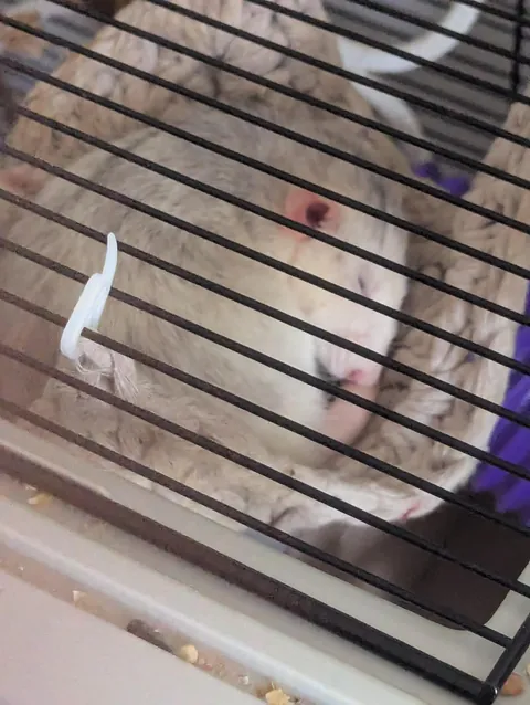 Can I see your cutest rat photos?