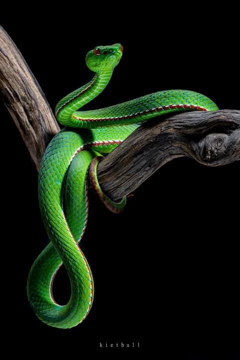 ITAP of a green viper
