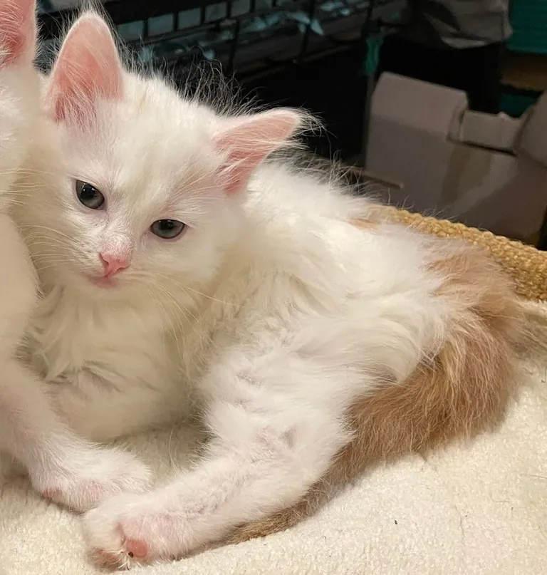 Almost eight and a half months old