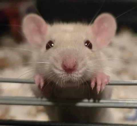 Just learnt on this sub that paper bedding is not safe for rats??