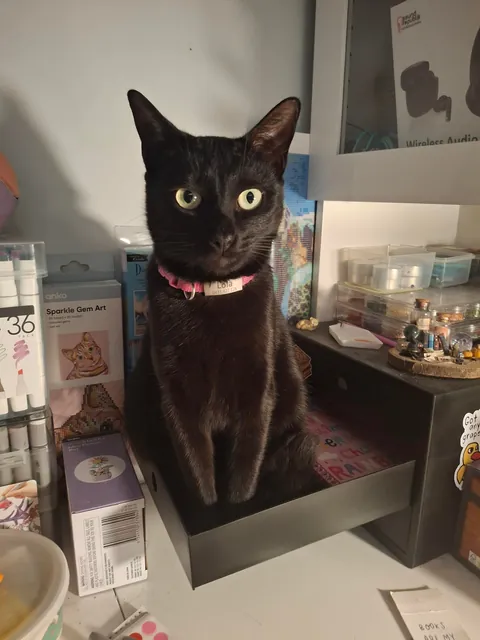 Im curious, does it mean somthing when your cat is constantly following you